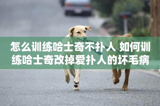 怎么訓練哈士奇不撲人 如何訓練哈士奇改掉愛撲人的壞毛病