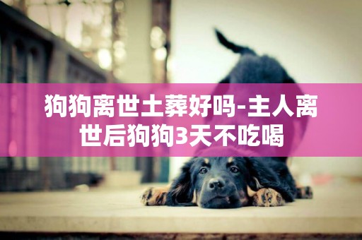 狗狗離世土葬好嗎-主人離世后狗狗3天不吃喝