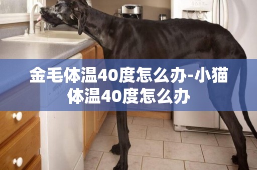 金毛體溫40度怎么辦-小貓體溫40度怎么辦
