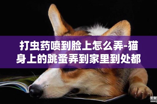 打蟲藥噴到臉上怎么弄-貓身上的跳蚤弄到家里到處都是怎么辦