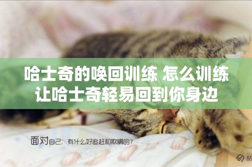 哈士奇的喚回訓練 怎么訓練讓哈士奇輕易回到你身邊
