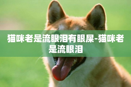 貓咪老是流眼淚有眼屎-貓咪老是流眼淚