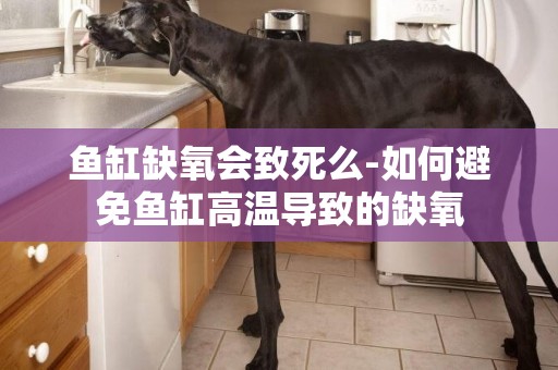 魚缸缺氧會致死么-如何避免魚缸高溫導致的缺氧