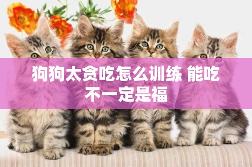 狗狗太貪吃怎么訓練 能吃不一定是福
