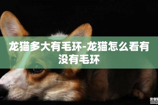 龍貓多大有毛環-龍貓怎么看有沒有毛環