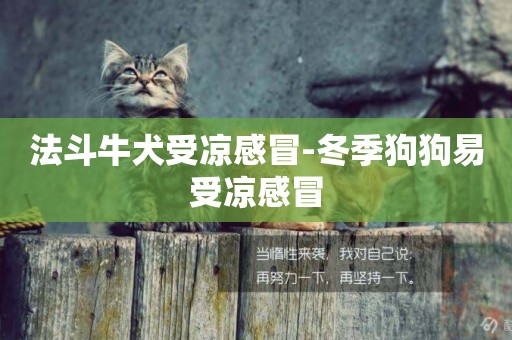 法斗牛犬受涼感冒-冬季狗狗易受涼感冒