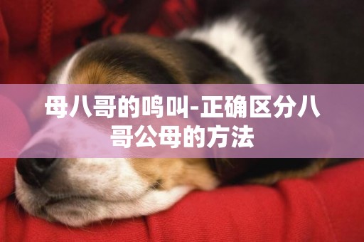 母八哥的鳴叫-正確區分八哥公母的方法