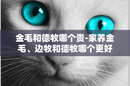 金毛和德牧哪個貴-家養金毛、邊牧和德牧哪個更好