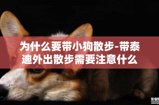 為什么要帶小狗散步-帶泰迪外出散步需要注意什么