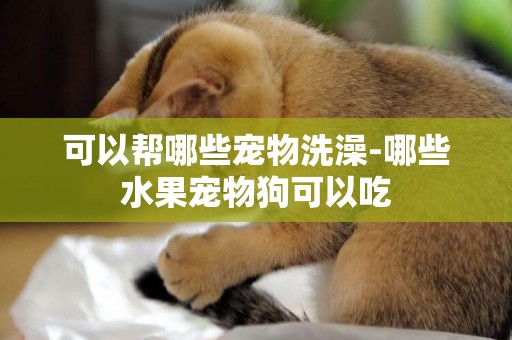 可以幫哪些寵物洗澡-哪些水果寵物狗可以吃