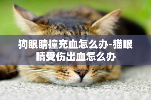 狗眼睛撞充血怎么辦-貓眼睛受傷出血怎么辦