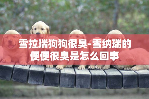 雪拉瑞狗狗很臭-雪納瑞的便便很臭是怎么回事