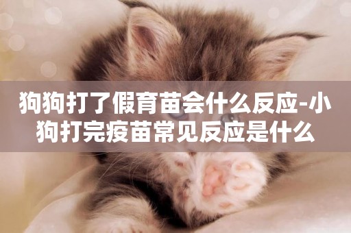 狗狗打了假育苗會什么反應-小狗打完疫苗常見反應是什么