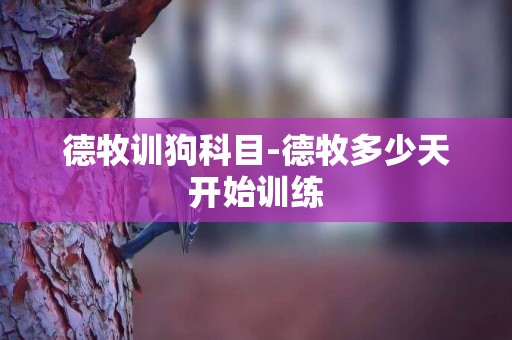 德牧訓狗科目-德牧多少天開始訓練