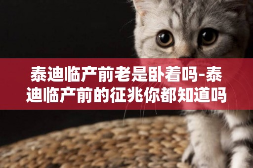 泰迪臨產前老是臥著嗎-泰迪臨產前的征兆你都知道嗎