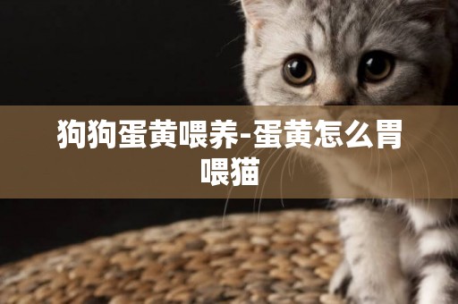 狗狗蛋黃喂養-蛋黃怎么胃喂貓