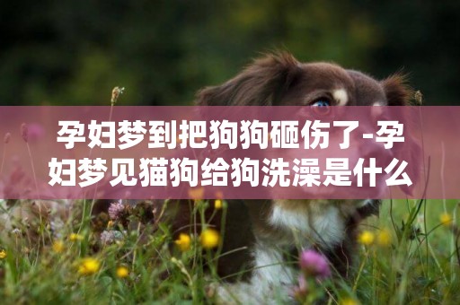 孕婦夢到把狗狗砸傷了-孕婦夢見貓狗給狗洗澡是什么意思意思