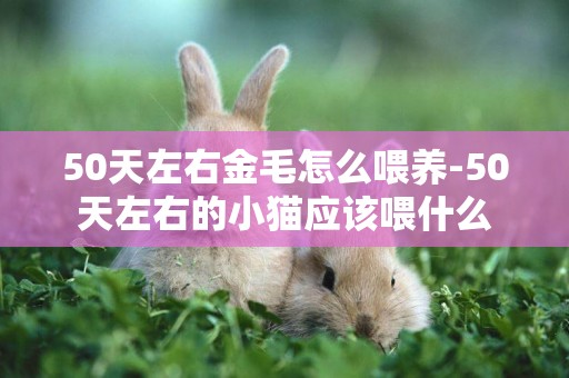 50天左右金毛怎么喂養-50天左右的小貓應該喂什么