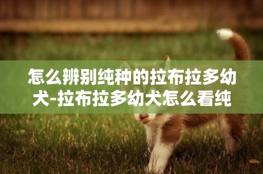 怎么辨別純種的拉布拉多幼犬-拉布拉多幼犬怎么看純不純