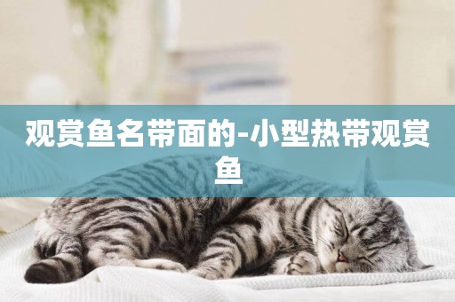 觀賞魚名帶面的-小型熱帶觀賞魚