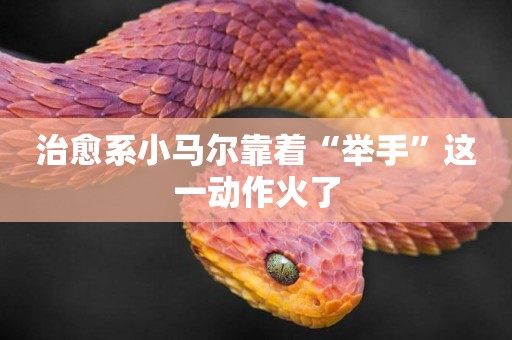 治愈系小馬爾靠著“舉手”這一動作火了