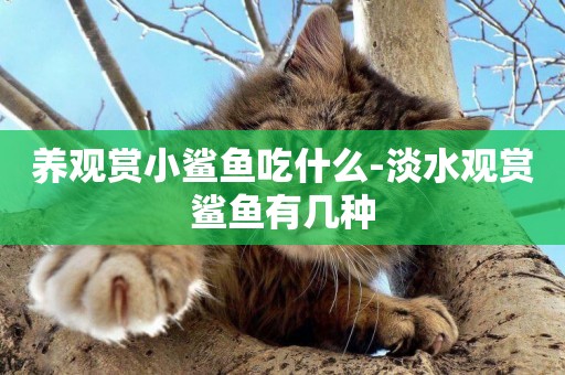 養觀賞小鯊魚吃什么-淡水觀賞鯊魚有幾種