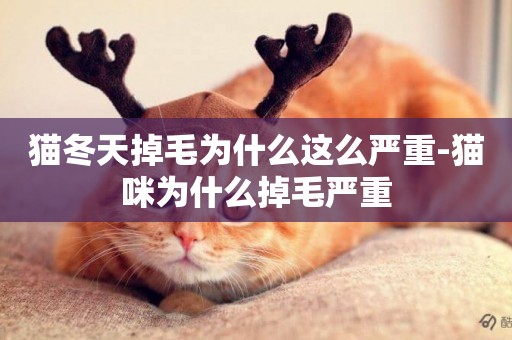 貓冬天掉毛為什么這么嚴重-貓咪為什么掉毛嚴重