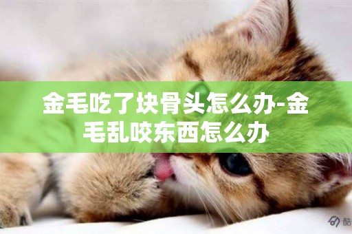 金毛吃了塊骨頭怎么辦-金毛亂咬東西怎么辦