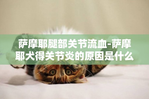 薩摩耶腿部關節流血-薩摩耶犬得關節炎的原因是什么