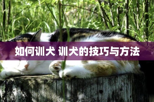 如何訓犬 訓犬的技巧與方法
