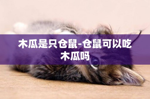 木瓜是只倉鼠-倉鼠可以吃木瓜嗎
