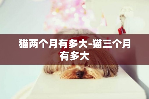 貓兩個月有多大-貓三個月有多大
