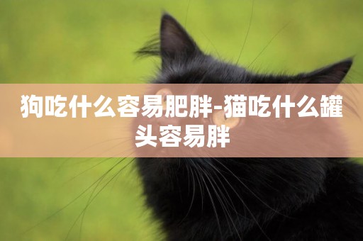狗吃什么容易肥胖-貓吃什么罐頭容易胖