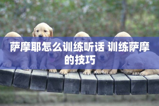 薩摩耶怎么訓練聽話 訓練薩摩的技巧