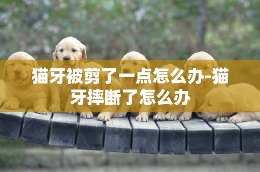 貓牙被剪了一點怎么辦-貓牙摔斷了怎么辦