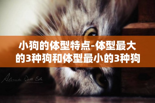 小狗的體型特點-體型最大的3種狗和體型最小的3種狗