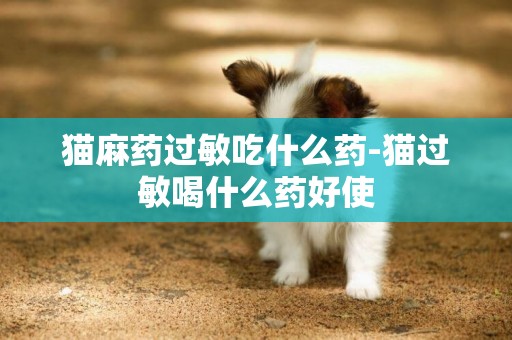 貓麻藥過敏吃什么藥-貓過敏喝什么藥好使