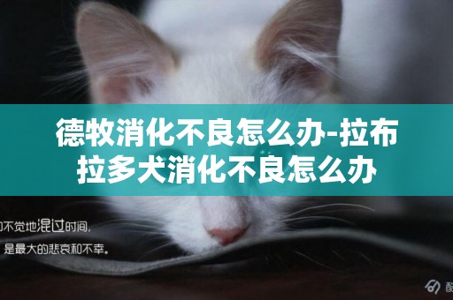 德牧消化不良怎么辦-拉布拉多犬消化不良怎么辦