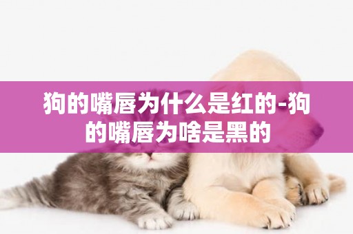狗的嘴唇為什么是紅的-狗的嘴唇為啥是黑的