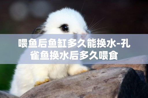 喂魚后魚缸多久能換水-孔雀魚換水后多久喂食