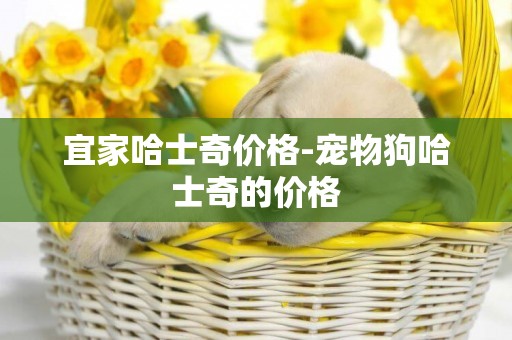 宜家哈士奇價格-寵物狗哈士奇的價格