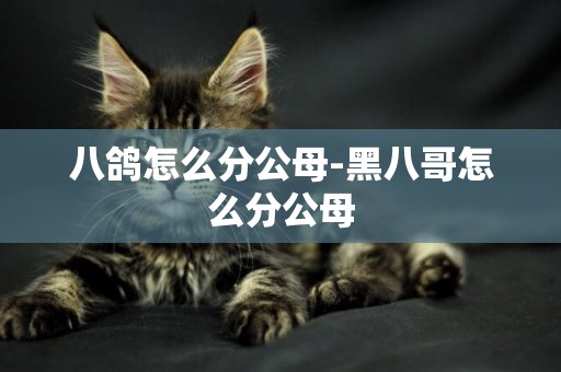 八鴿怎么分公母-黑八哥怎么分公母
