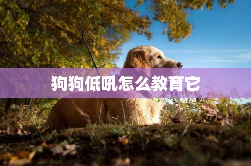 狗狗低吼怎么教育它