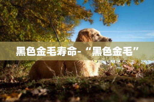 黑色金毛壽命-“黑色金毛”
