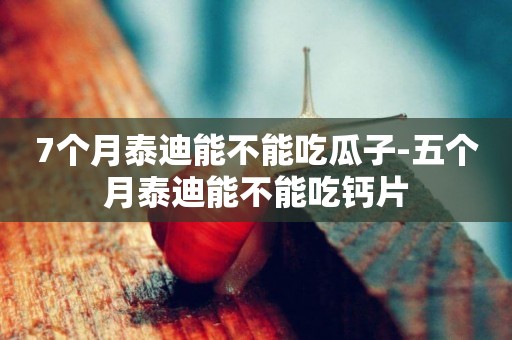 7個月泰迪能不能吃瓜子-五個月泰迪能不能吃鈣片