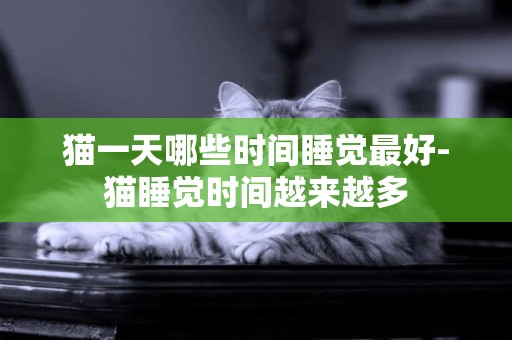 貓一天哪些時間睡覺最好-貓睡覺時間越來越多
