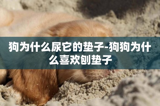 狗為什么尿它的墊子-狗狗為什么喜歡刨墊子