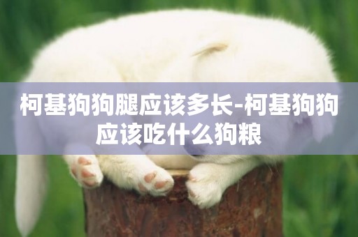 柯基狗狗腿應該多長-柯基狗狗應該吃什么狗糧