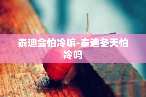 泰迪會怕冷嘛-泰迪冬天怕冷嗎