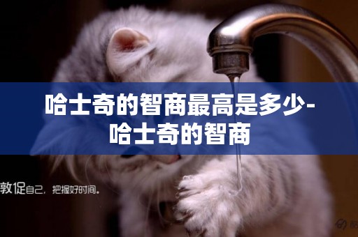 哈士奇的智商最高是多少-哈士奇的智商